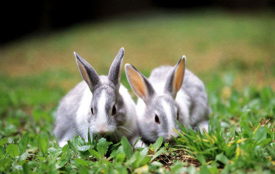 兔子服用抗生药需谨慎