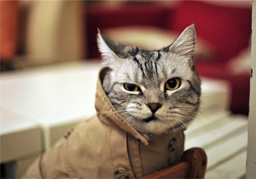 带盖猫砂盆究竟好不好