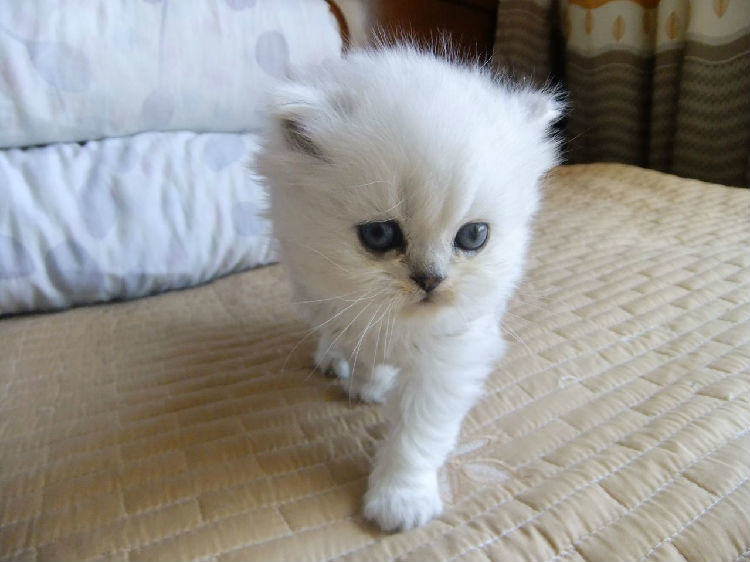 宠物猫之金吉拉猫，金吉拉猫有什么特点