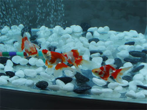 金鱼不同阶段的饲养注意事项