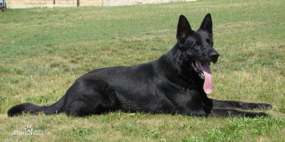 东德牧羊犬怎么喂养？东德牧羊犬饲养方法
