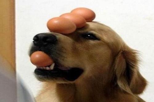 狂犬病的早期症状是什么? 狂犬病的早期症状是什么?