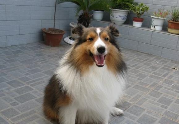 纠正喜乐蒂乱咬的习惯