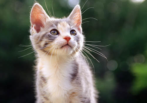 猫咪到底是有多想外出