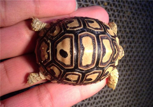 豹纹陆龟的喂食方法 豹纹陆龟的喂食方法