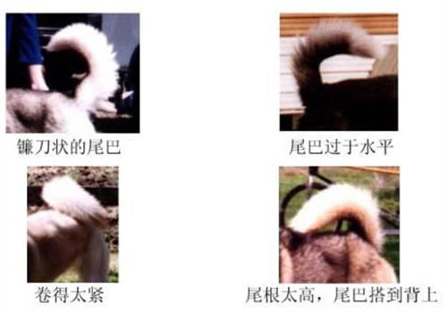 哈士奇的标准是什么