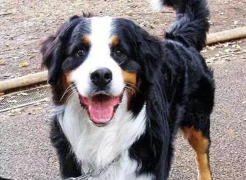 昆仑山脉犬怎么样？昆仑山脉犬介绍
