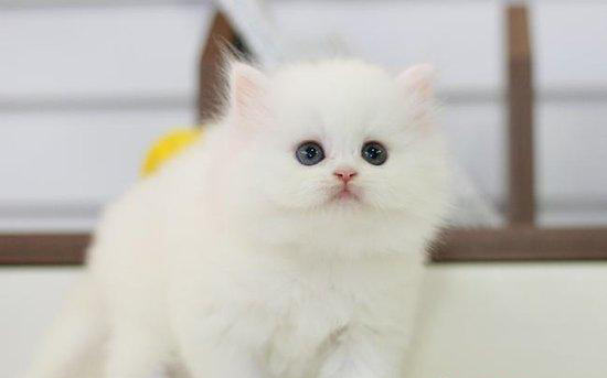 怎么解开猫咪身上的毛团