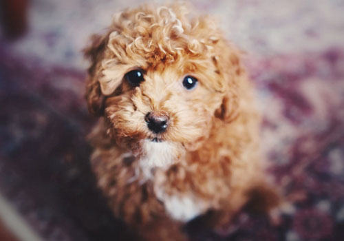 为什么贵宾犬这么受欢迎 为什么贵宾犬这么受欢迎