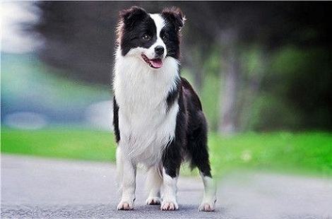边境牧羊犬究竟好不好养？