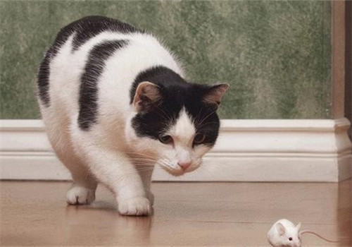 猫误食灭鼠药后如何抢救