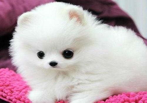 什么狗最干净最好养？十大干净又好养的宠物狗