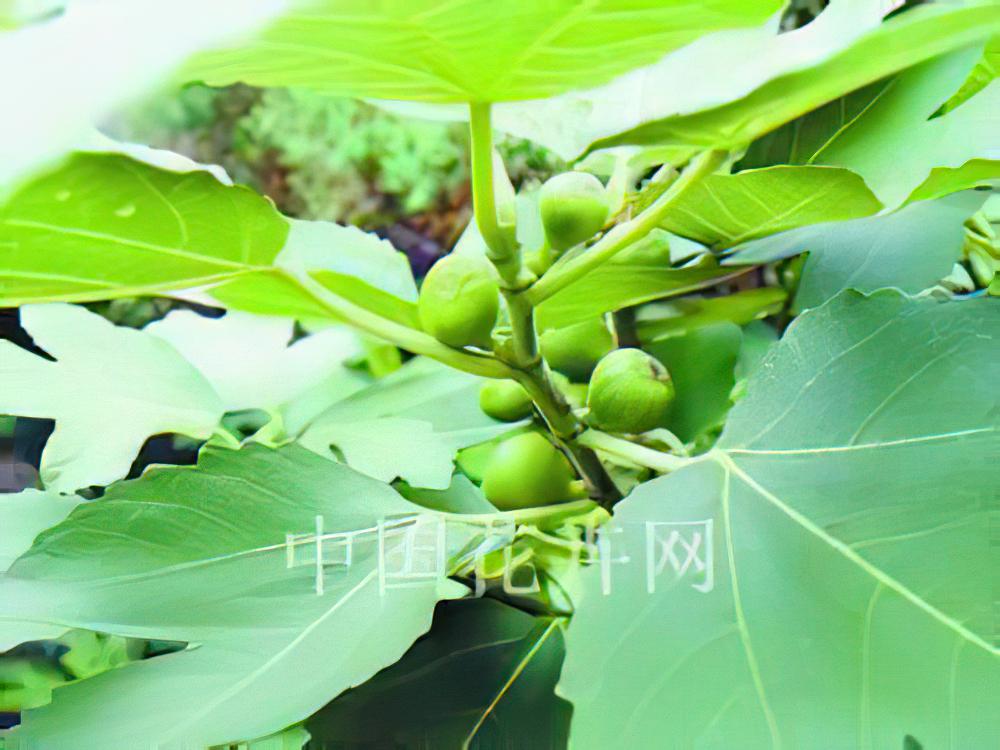 华北盐碱地无花果养护技术