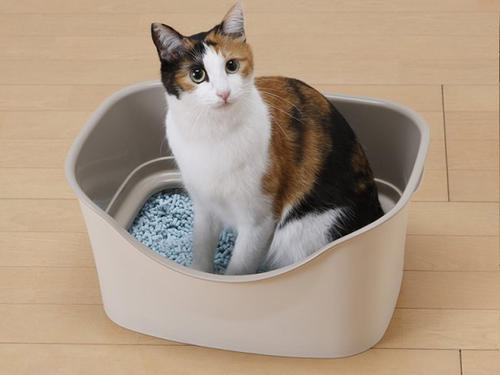猫为什么不用猫砂？怎么教猫用猫砂？