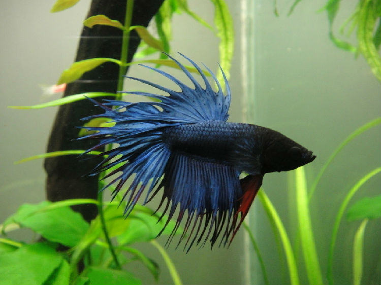 造景中石材的摆放 造景中石材的摆放