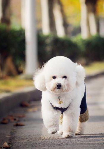 贵宾犬眼屎多可能是生病了