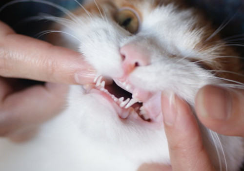 猫咪换牙的注意事项