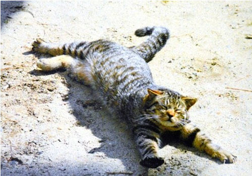 如何训练你的猫咪与众不同