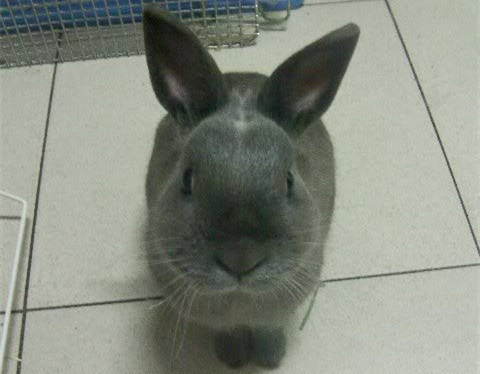 家兔肠道疾病的治疗方法 家兔肠道疾病的治疗方法