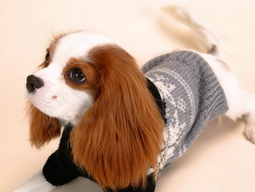查理士王小猎犬的护理知识