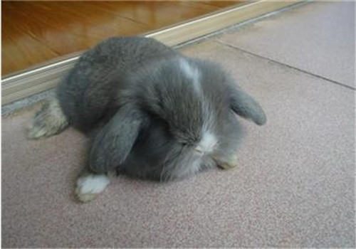 挑选宠物兔的十个要点 挑选宠物兔的十个要点