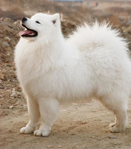 秋季别让狗狗太贪吃