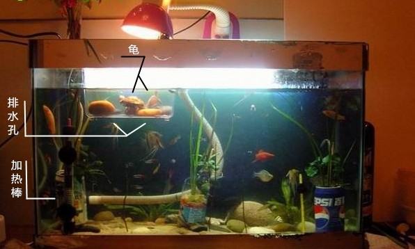 宠物龟加温过冬的几种方法介绍