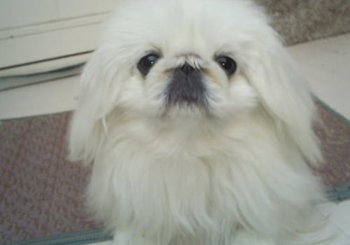 京巴犬的常见问题有哪些 京巴犬的常见问题有哪些
