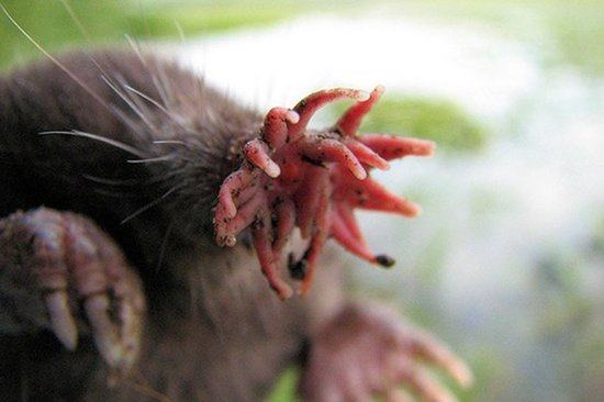 拥有独特鼻子的星鼻鼹鼠