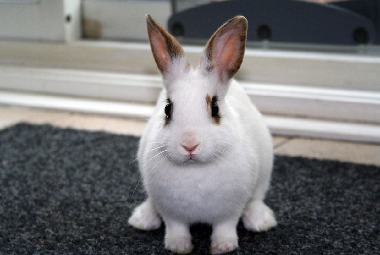 兔兔常见疾病的防治（四）