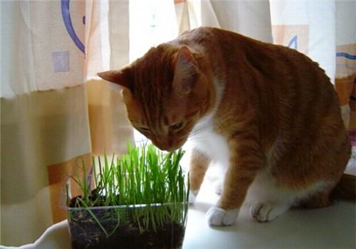 猫咪感染寄生虫的6个途径
