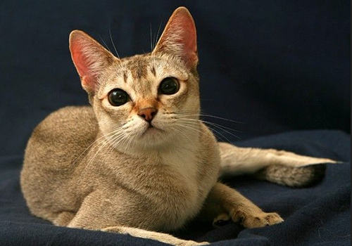 怎么治疗猫幽门阻塞