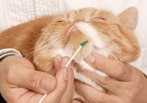 有效地按摩能够强健猫咪的身体以及增进感情