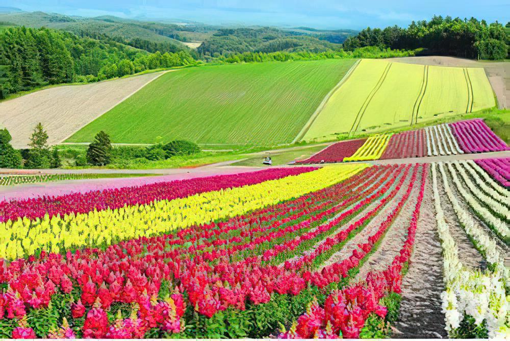 北海道花海