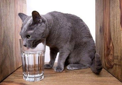冬天如何让猫咪尽情喝水