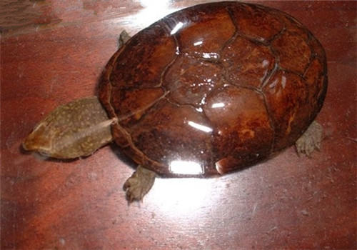 动胸龟的形态特征