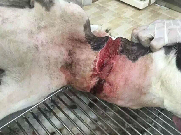 一例边境牧羊犬的伤口处理与护理