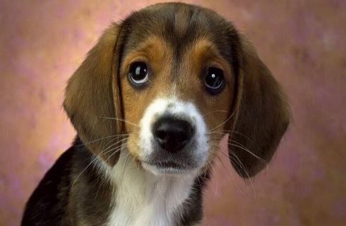 哪些东西比格犬不能吃？