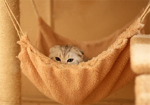 刚养的猫咪需要准备哪些生活用品? 刚养的猫咪需要准备哪些生活用品?