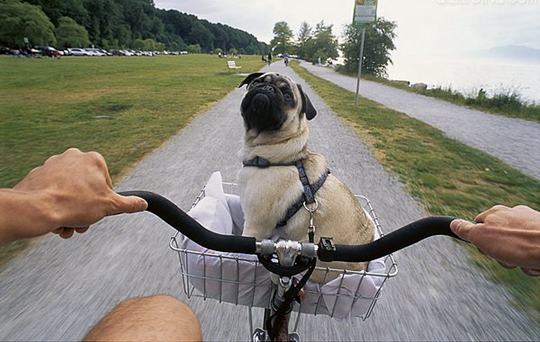 纯种八哥犬怎么辨别？纯种八哥犬识别