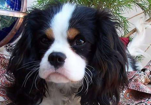 新购犬容易生病的原因