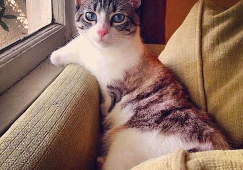 残疾猫咪需要爱