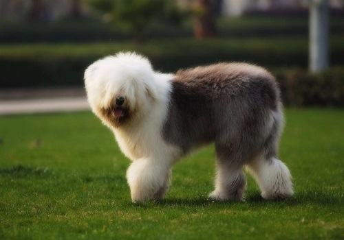 常见的长毛大型犬都有哪些品种? 常见的长毛大型犬都有哪些品种?