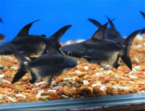 成吉思汗鱼的养护知识