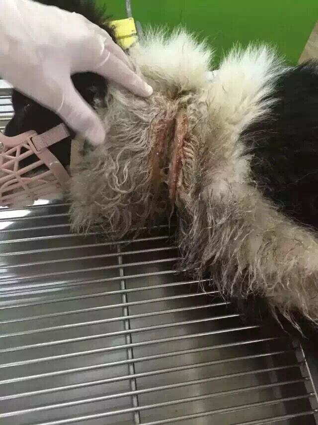 一例边境牧羊犬的伤口处理与护理