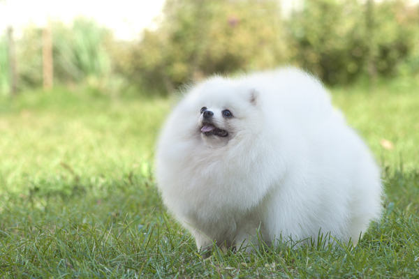 怎样辨别博美犬