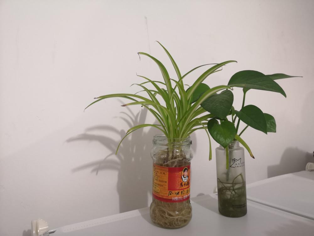 水培植物放什么长得好，可以放复合肥吗