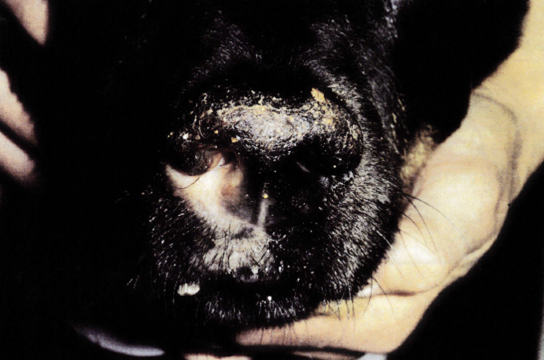 犬真菌性鼻炎