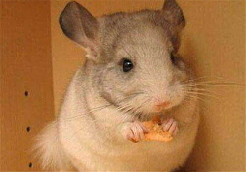如何发现龙猫浪费龙猫食物