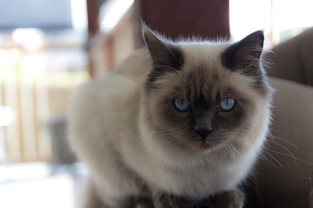 传说中的圣猫—伯曼猫